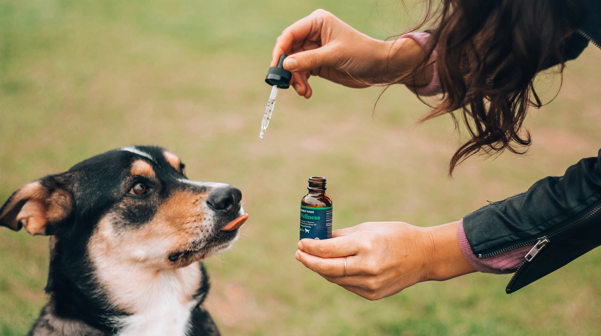 Treating your pet with CBD